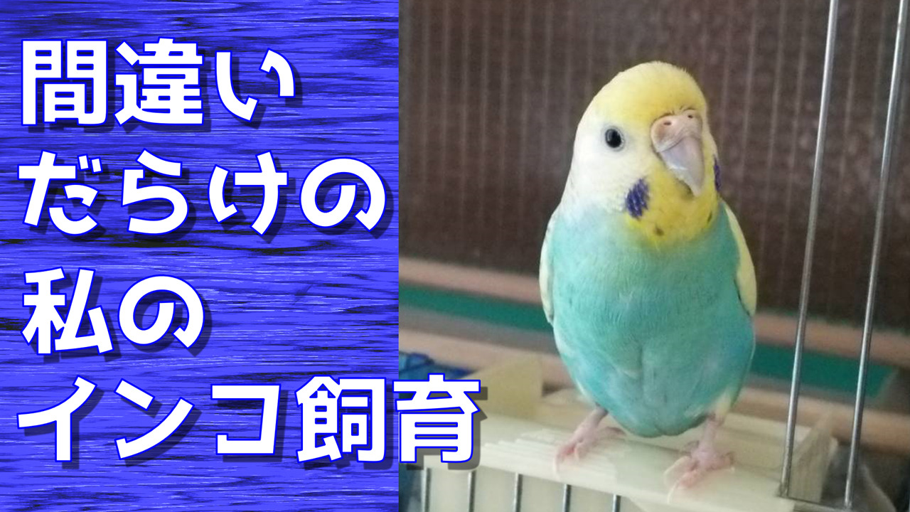 初めてのインコ飼育〔悩み多き飼育経験〕 | インコともだち