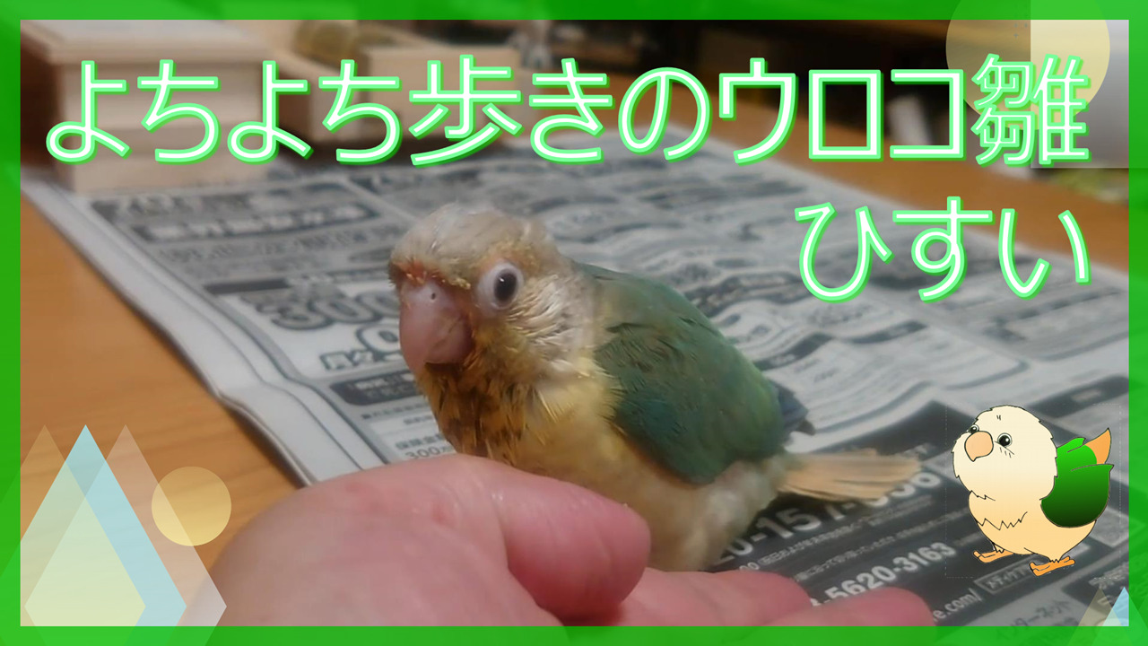 おもしろインコ動画 新着 インコともだち