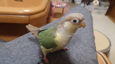 インコともだち | インコのお役立ち情報、おもしろインコ情報、インコ