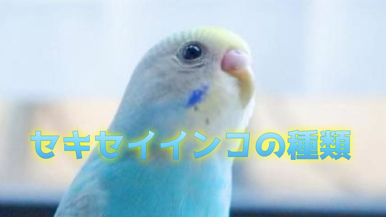 セキセイインコの種類 | インコともだち